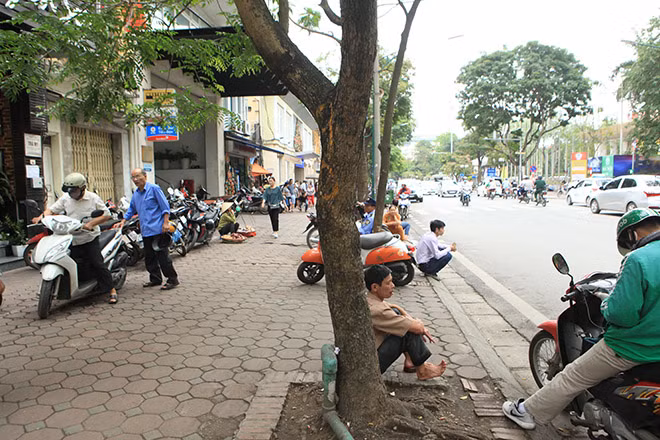 Hiện nay, cây sưa đỏ mọc hoang trên rừng còn rất ít, hầu như đã bị khai thác hết. Ảnh: Dân Việt.
