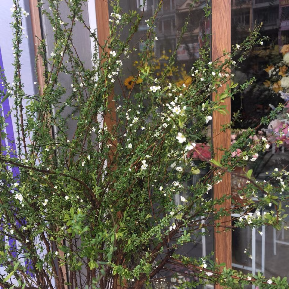 Trên thân tuyết mai nở chi chít hoa màu trắng. Ảnh: Shop Hoa Cát Tường.