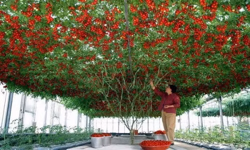 Heirloom Tomato, còn gọi là cây cà chua bạch tuộc có tán rộng khoảng 40 - 50 m2, cho chục nghìn quả mỗi lần thu hoạch. Ảnh: Oddity Central.