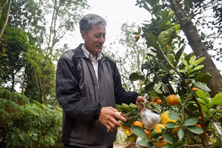 Ông Lê Đức Giáp (Thanh Oai, Hà Nội) đã ghép thành công từ 5 -10 loại quả trên một thân cây bưởi gồm bưởi da xanh, bưởi đỏ, cam đường, cam Vinh, phật thủ, quýt, quất, chanh đào... (Ảnh: Báo Dân trí)