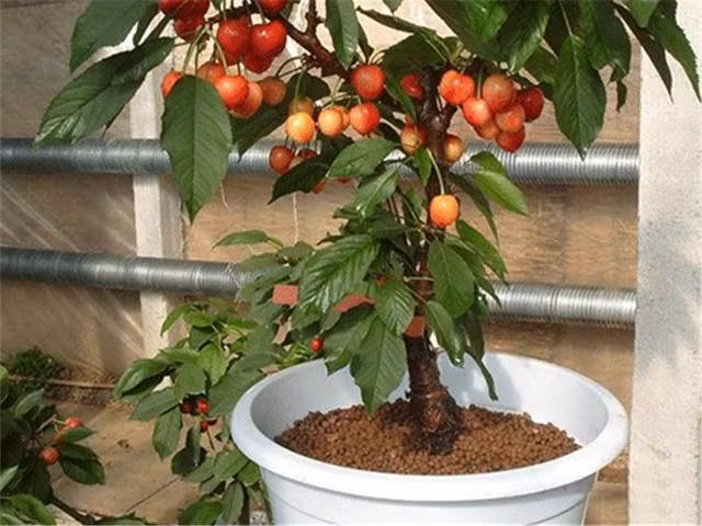 Cây cherry trồng trong chậu vừa trang trí vừa lấy trái. Ảnh: Dkn.