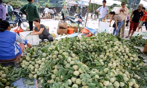 Nhà trồng ít thì vài chục triệu đồng/mùa, gia đình trồng nhiều có thể thu tới hàng triệu đồng/mùa. Ảnh: Tổ quốc. Video: Chợ na lớn nhất cả nước: Được mùa, nhiều quả nặng "khủng" gần 2 kg. Nguồn: VTC16.