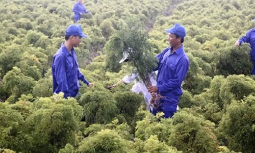 Những năm gần đây, thay bằng trồng lúa, cây cảnh, người dân một số nơi ở Nam Định chuyển sang trồng cây dược liệu đinh lăng. Đinh lăng đã trở thành cây giúp họ làm giàu. Ảnh: Vietnamnet.