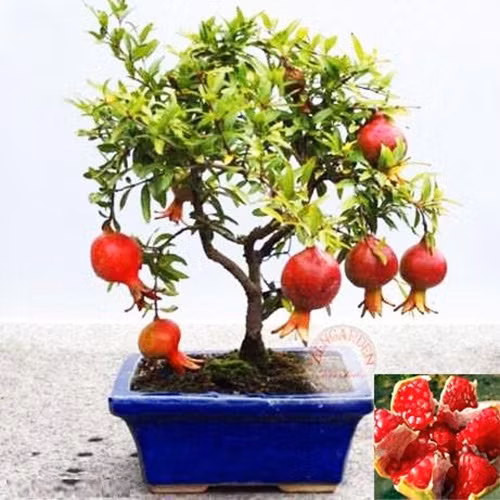 Là cây ưa ánh sáng và nhiệt độ cao, nên cần chú ý trồng lựu ở những có đầy đủ ánh nắng (nắng buổi sáng là tốt nhất). Ảnh: DHgate.