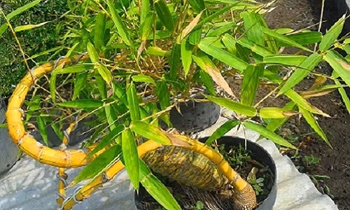 Tre cũng là biểu tượng của loại cây phú quý, mang lại sự no đủ. Ảnh: Bukalapak.