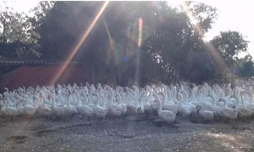 Anh Nguyễn Đăng Cường ở huyện Thuận Thành, Bắc Ninh nhập ngỗng trắng nguồn từ Tứ Xuyên - Trung Quốc về nuôi. Hiện, trang trại của anh Cường có hơn 1.000 con.
