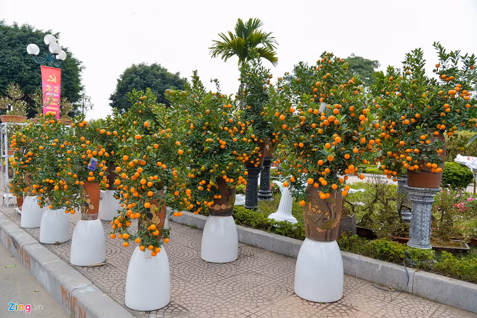 Giá của những chậu quất này khoảng 4 triệu đồng.