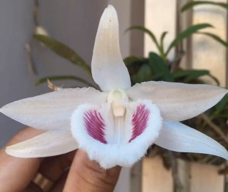 Mới đây nhất, ngày 25/9, gốc lan giả hạc 5 cánh trắng độc nhất Việt Nam từ Ninh Thuận đã được câu lạc bộ hoa lan đột biến sông Hàn (Đà Nẵng) mua với giá khủng gần 7 tỷ đồng. Ảnh: Plo.