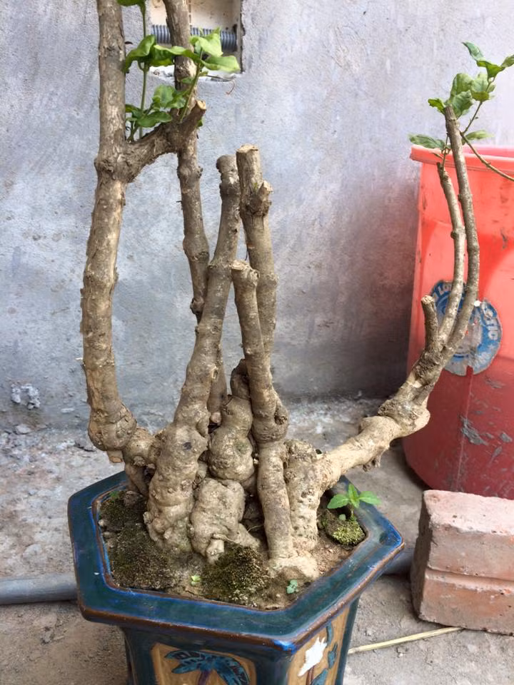 Không tuân theo bất cứ một phong cách truyền thống nào cũng là nét đặc biệt trong nghệ thuật bonsai. Ảnh: FB Khai Nguyen.