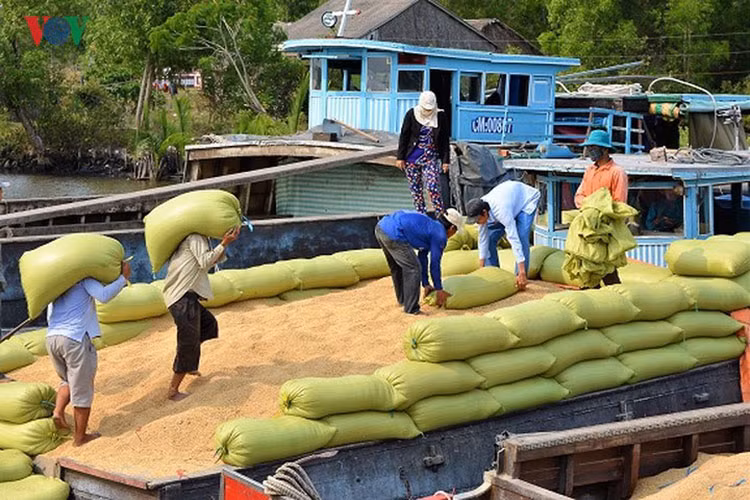 Những ngày này ở các tỉnh vùng ĐBSCL dễ bắt gặp cảnh tấp nập thu hoạch, mua bán lúa ở vụ lúa.