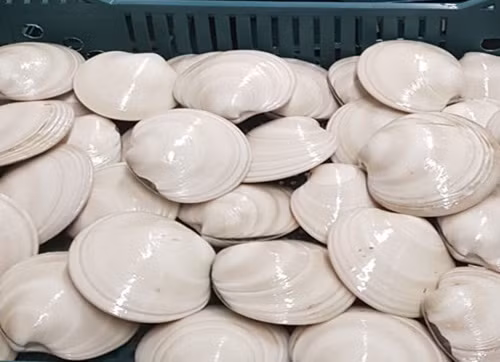 Tuy nhiên, do giá cả khá đắt nên hiện sò bơ Mỹ không nhiều nơi bán. Khách thường là nhà hàng cao cấp đặt mua phục vụ giới nhà giàu. Ảnh: Hieuhaisan.