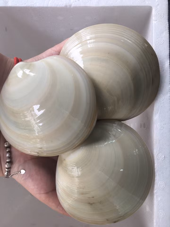 So bo My nhap khau 100.00 dong/con 