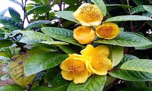 Ngoài Nghệ An, huyện Ba Chẽ (tỉnh Quảng Ninh) cũng nổi tiếng có những cây chè hoa vàng lâu năm, có thể chế biến thành loại trà có hương vị vô cùng thơm ngon.