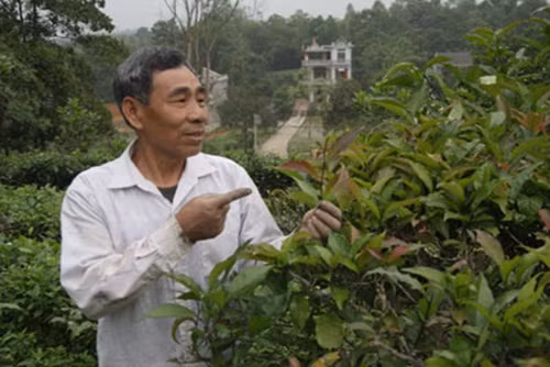 Không chỉ có ở Thái Nguyên, chè tím mọc nhiều ở các tỉnh Lào Cai, Yên Bái, Phú Thọ... Ảnh: Dân Việt.