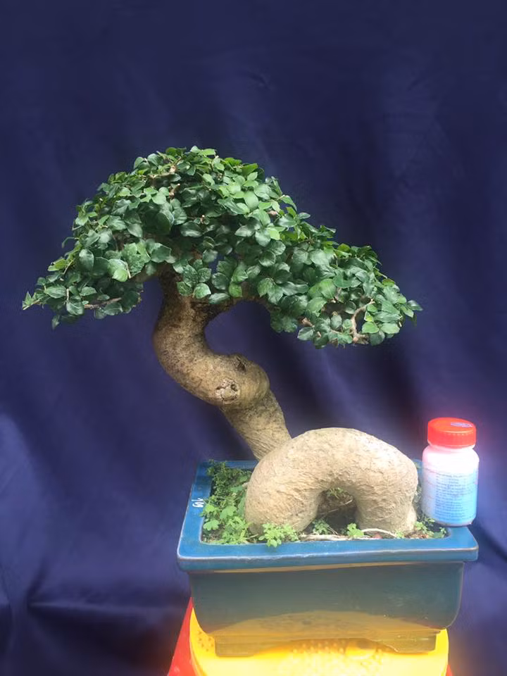 Duối bonsai thân mập chỉ cao 35 cm. Ảnh: Bonsai Tam.