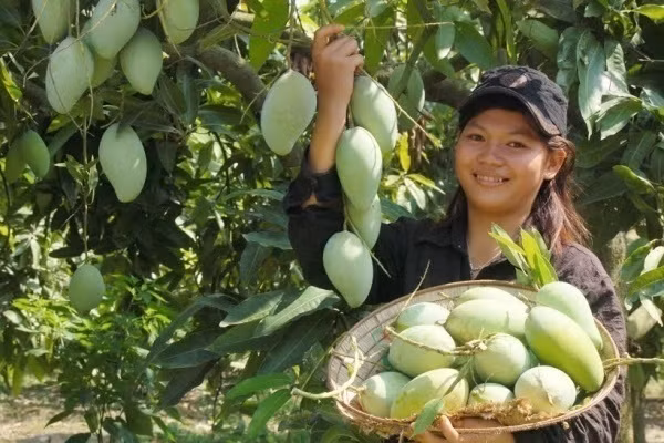 Hộ gia đình trồng nhiều thu về cả tỷ đồng/năm. Ảnh: Thương hiệu và Pháp luật.