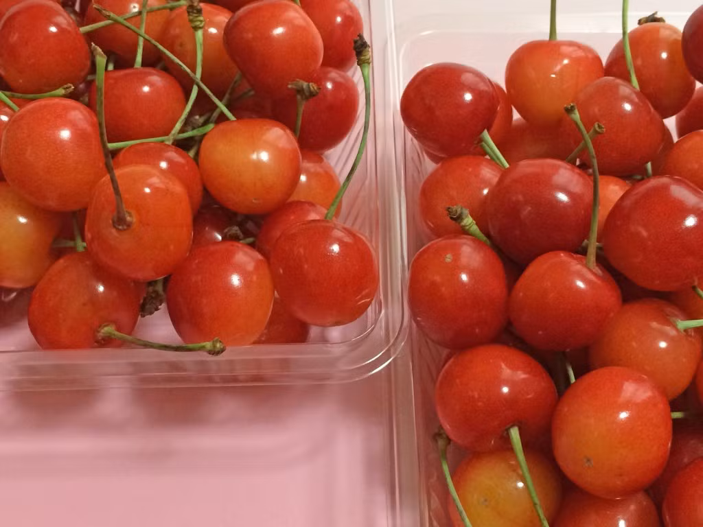 Trong số các loại cherry tại Nhật Bản thì cherry Sato Nishiki có vị ngọt như mía lùi là phổ biến nhất. Ảnh: Geo.