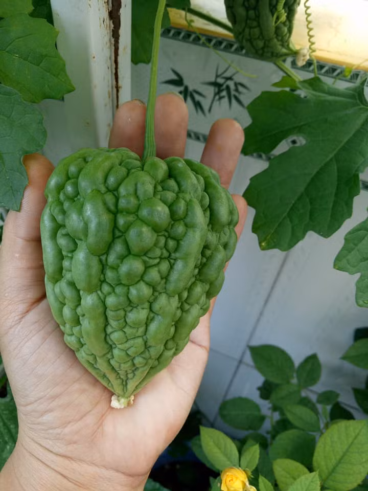 Cũng giống như mướp đắng thường, mướp đắng trái tim có vỏ u sần sùi. Ảnh: Chau Dinh Hong.