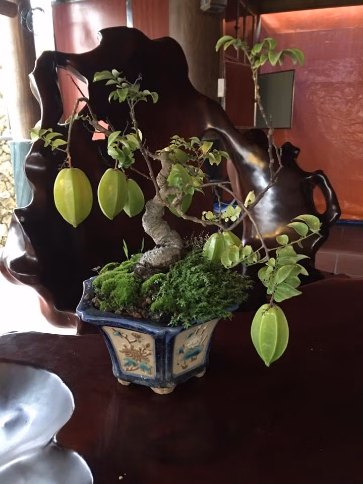 Bonsai khế mini để bàn ra quả cực đẹp. Ảnh: FB Đinh Việt Bắc.