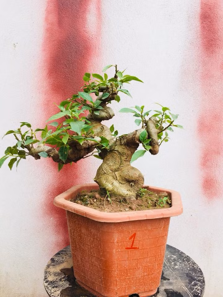 Ngoài ra, những gốc bonsai xù xì, cổ thụ cũng có giá bán cao hơn. Ảnh: FB ‎Do Ba Phi‎.