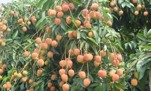 Vải Thanh Hà chín có vỏ nhẵn hồng, căng mọng, hai vai quả u lên. Ảnh: TTXVN.