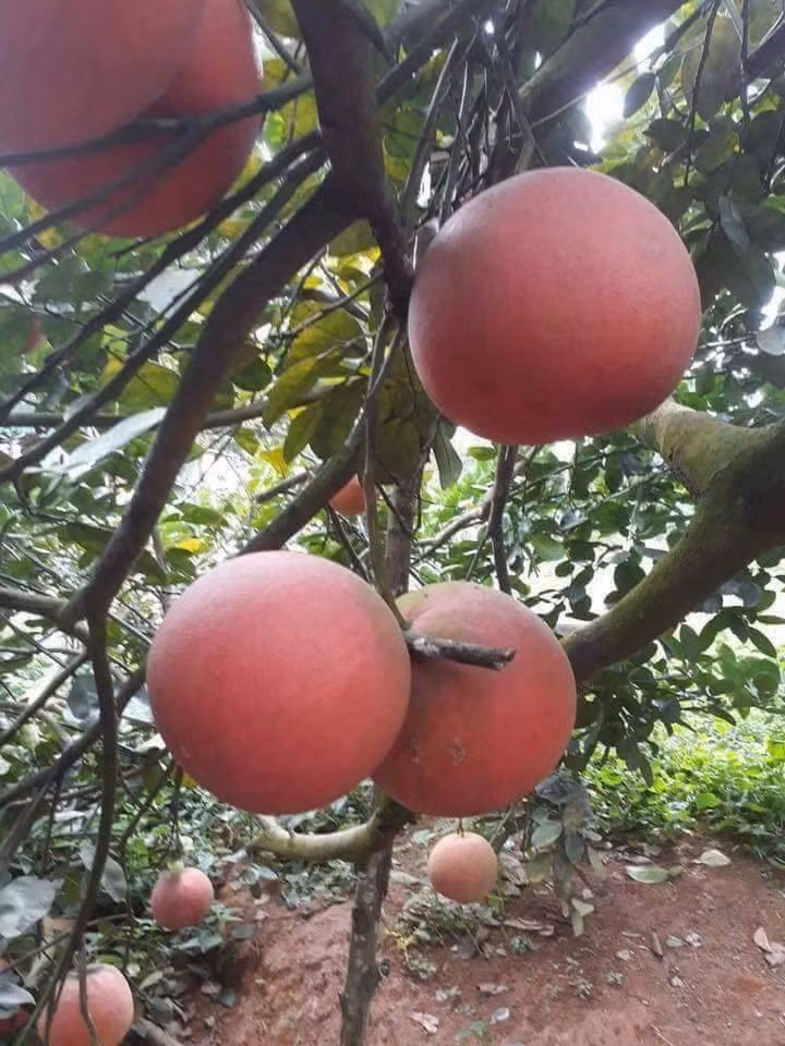 Vài năm gần đây, cứ đến dịp Tết Nguyên đán các loại quả tiến vua lại được khách hàng săn lùng. Ảnh: FB Bưởi Tiến Vua.