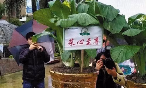 Choang nhung loai rau dat hon vang danh cho ty phu