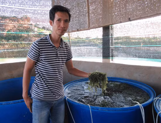 Tình hình nuôi tôm gặp nhiều khó khăn do thời tiết thất thường và dịch bệnh kéo dài, một số bà con ở huyện Ninh Hải (Ninh Thuận) đã chuyển đổi sang nuôi trồng thủy sản mới - trồng rong nho. Ảnh: Baotintuc.