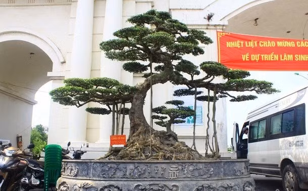 Đây là cây sanh dáng "Long cổ đại" của anh Bùi Văn Dũng (Kim Anh, Kim Thành, Hải Dương). Ảnh: Dân Việt.