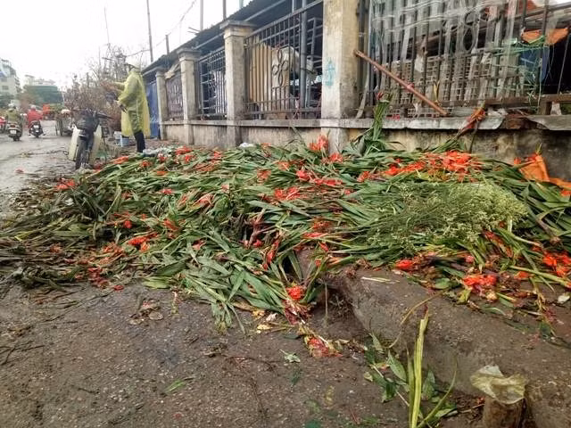 Giá quá rẻ, hàng ngàn bông hoa lay ơn xòe nở được một số tiểu thương tại chợ hoa Quảng Bá, Hà Nội chất thành từng đống, thậm chí vứt bừa bãi ven đường. Ảnh: TNMT.