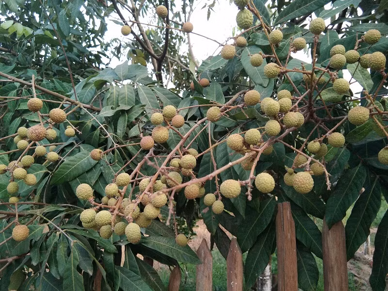 Cô Hà (Phùng Hưng, Khoái Châu) cho biết, gia đình cô trồng 1ha nhãn. Năm ngoái, vườn nhãn cho sản lượng gần 15 tấn.