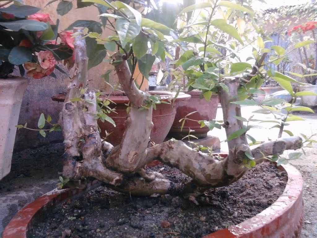 Bằng lăng dáng rừng mang đến một tuyệt tác đẹp xiêu lòng. Ảnh: Caycanhvietnam.