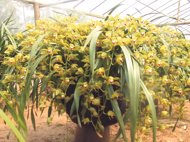 Một chậu lan Sa Pa của anh Vi có giá từ vài triệu cho đến cả trăm triệu đồng. Ảnh: Quách Dương.