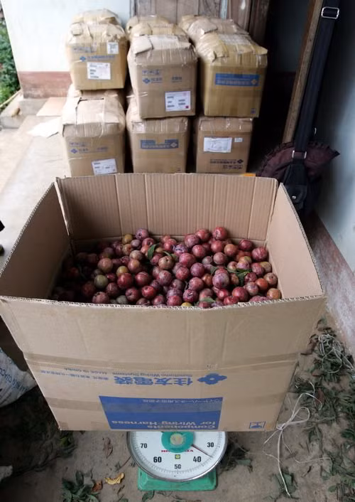 Những trái mận đỏ tươi được đóng đóng thùng để chuyển đi các nơi tiêu thụ. Ảnh: Tuổi trẻ.