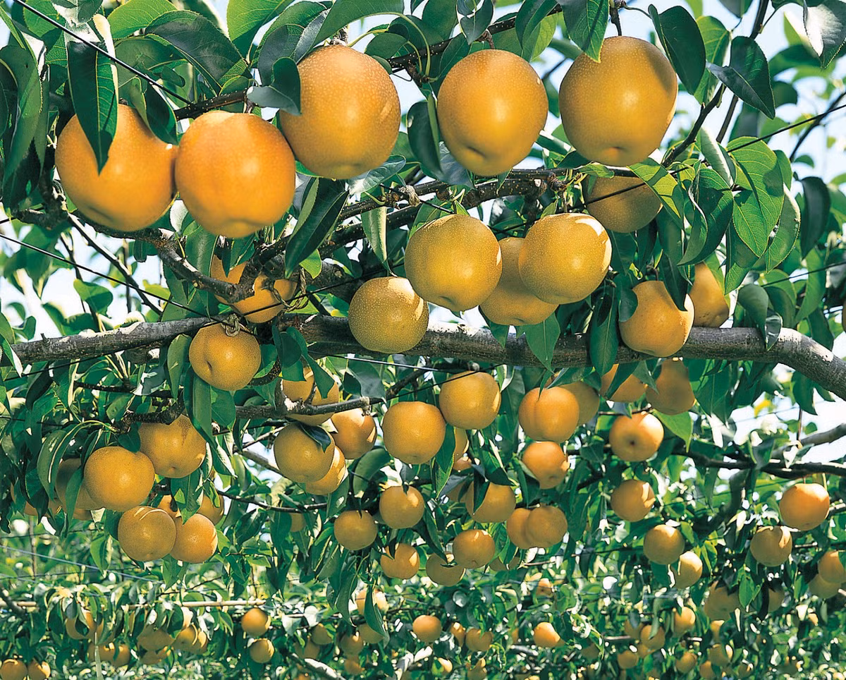 Quả lê mọng nước và có vị ngọt. Ảnh: Blerick Tree Farm.