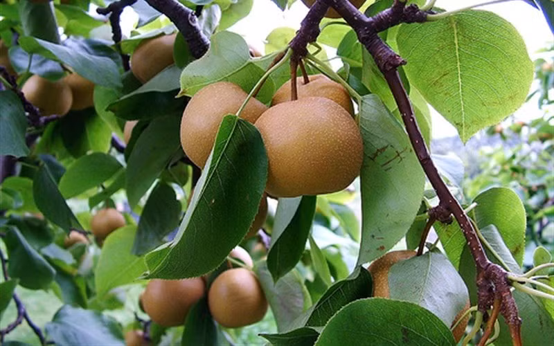 Khi đậu quả, những trái mọc thừa bị loại bỏ để dành chỗ cho ra nhiều trái lê to và ngon hơn. Ảnh: GardenerDirect.