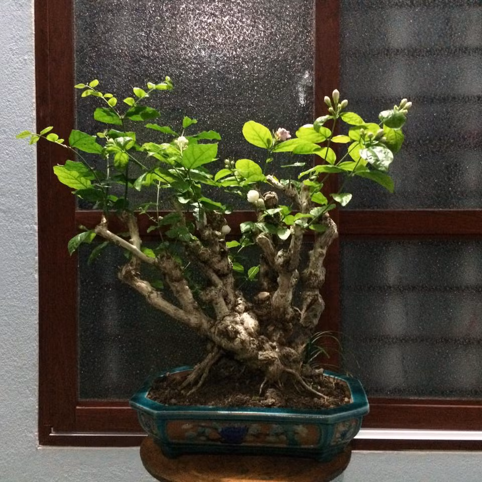 Hoa nhài hầu như quanh năm đều ra hoa, nhiều nhất vào mùa hè và chủ yếu tỏa hương thơm ngát vào ban đêm. Ảnh: FB Quang Lâm.