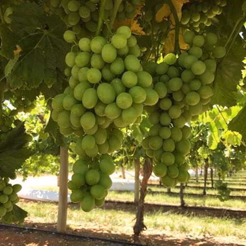 Nho xanh Luisco rất ngọt và giòn. Ảnh: BityPic.