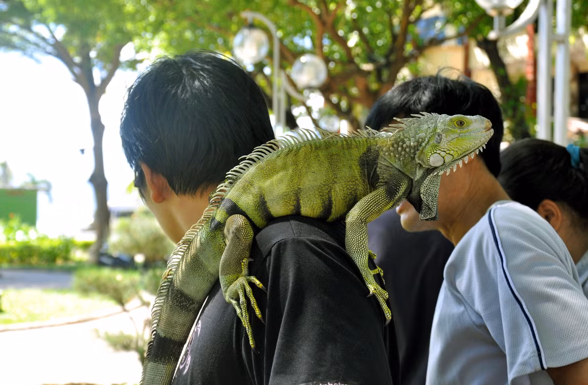 Vài năm gần đây, nhiều bạn trẻ giới nhà giàu Việt chọn cự đà Nam Mỹ (hay còn gọi là rồng Nam Mỹ) để làm thú cưng. Ảnh: Đời sống &amp; Pháp lý.