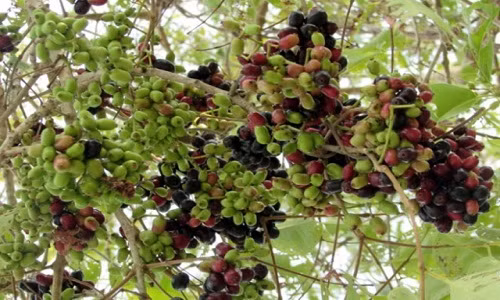 Tháng 4 đến tháng 7 âm lịch hàng năm là mùa trâm rừng sai trái ở vùng Bảy Núi (An Giang). Ảnh: Baoangiang.