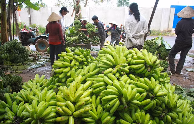Giá chuối tại vườn ở xã Thanh Bình đạt 17.000-18.000 đồng/kg, cao nhất trong vòng 2 năm, đặc biệt cao gấp chục lần so với giá 1.000-2.000 đồng/kg năm 2017. Ảnh: Traicaydungmap.