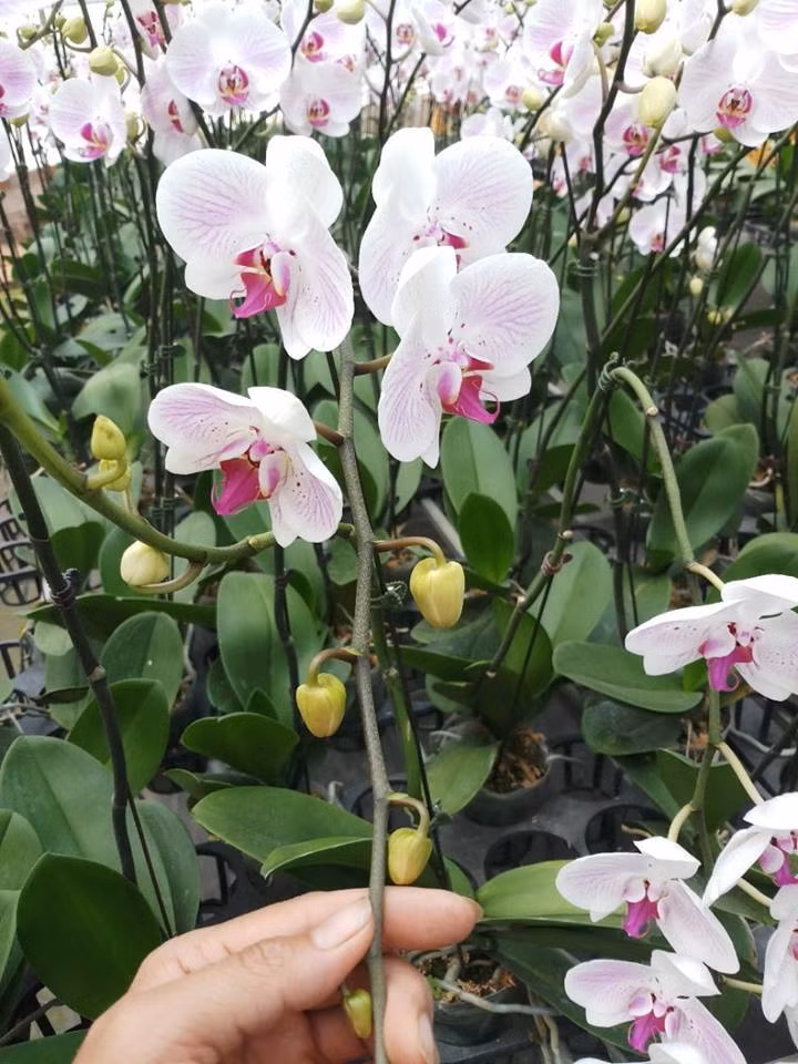 Vườn lan cũng giải quyết việc làm cho hơn 40 lao động với mức lương từ 4 - 7 triệu đồng/người/tháng. Ảnh: YSA Orchid.