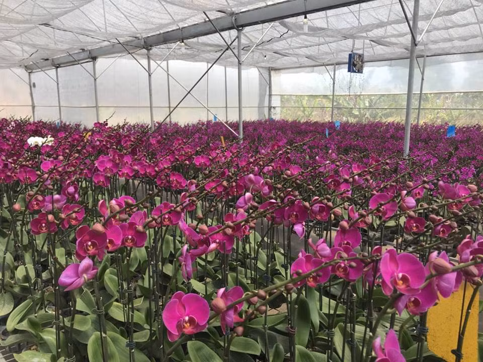Anh Sang không thể nhớ được trong vườn có chính xác bao nhiêu loại lan, lai tạo bao nhiêu giống mới. Chỉ tính đại khái trong vườn có khoảng chục giống lan chủ lực. Ảnh: YSA Orchid.
