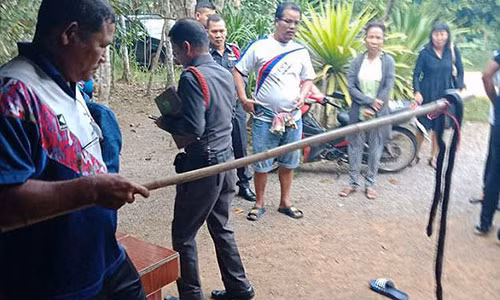 Đây là con rắn gây ra cái chết của cô bé 9 tuổi.