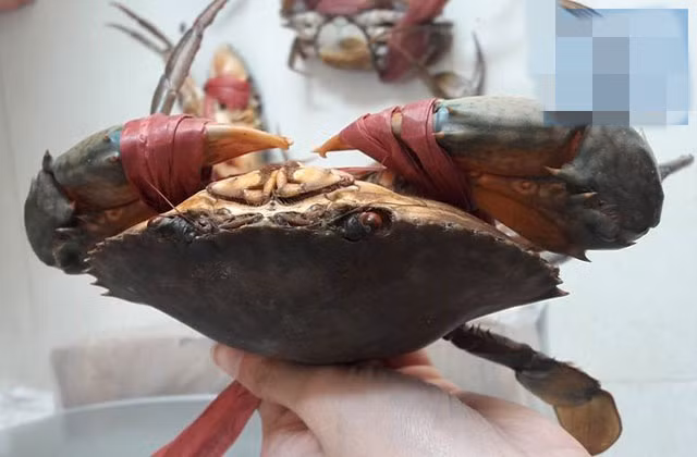 Mỗi con cua gạch son nặng từ 300 - 500g, thậm chí có những con nặng tới 700g. Ảnh: Hieuhaisan.