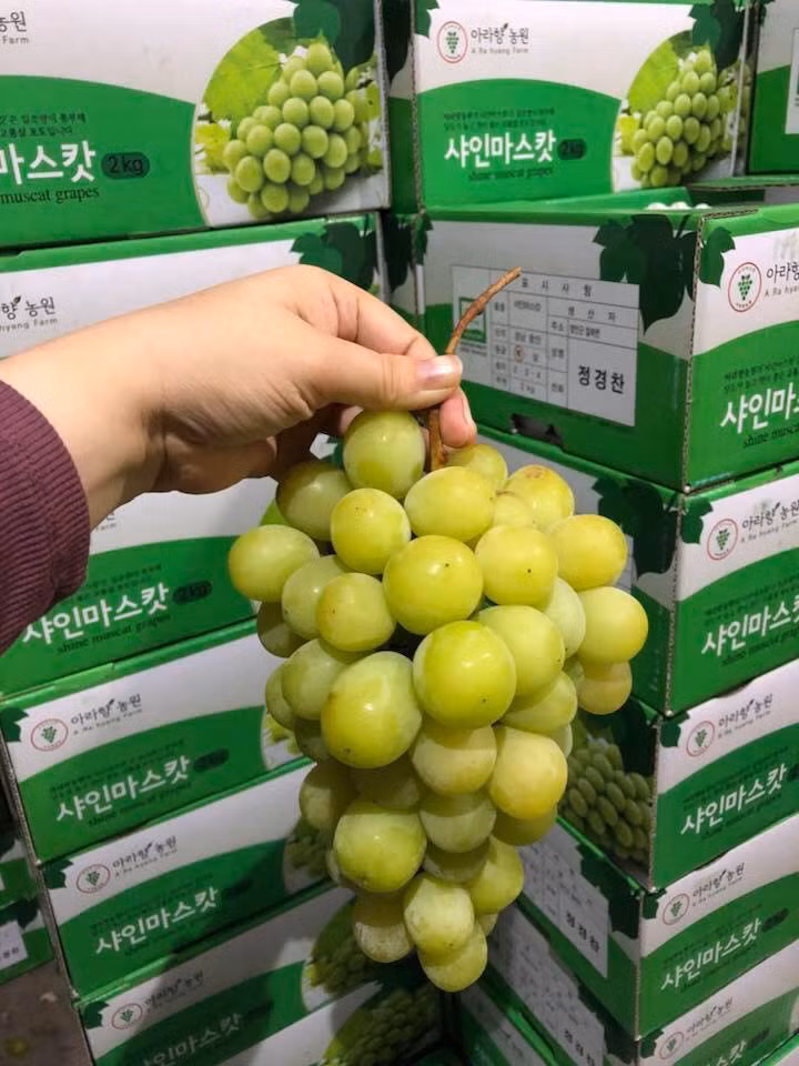 Tuy nhiên, ít ai biết nho sữa trải qua rất nhiều công đoạn khắt khe khi trồng tại Hàn Quốc. Ảnh: FB Hang Tran.