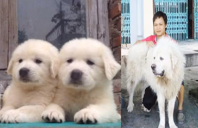 Hoàng cho biết, nuôi chó ngao Tây Tạng rất kỳ công, khi cho ăn sữa, trứng gà, đầu gà, cổ gà. Ảnh: Zing.