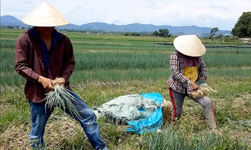 Do hiệu quả kinh tế từ việc trồng lúa nước thấp nên người dân nhiều khu vực ở thị xã Hương Trà, Thừa Thiên Huế chuyển sang trồng hành lá - một loại rau gia vị phổ biến. Ảnh: Thuathienhueonline.