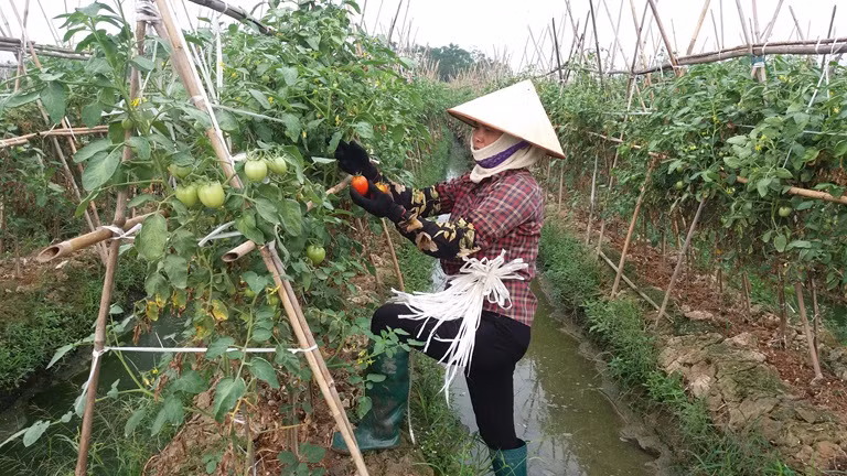 Gia đình chị Chu Thị Sáu, thôn Nội, xã Tân Tiến (Vĩnh Tường) trồng cà chua ghép trên gốc cà tím cho thu lãi 15-20 triệu đồng/sào. Ảnh: Baovinhphuc.