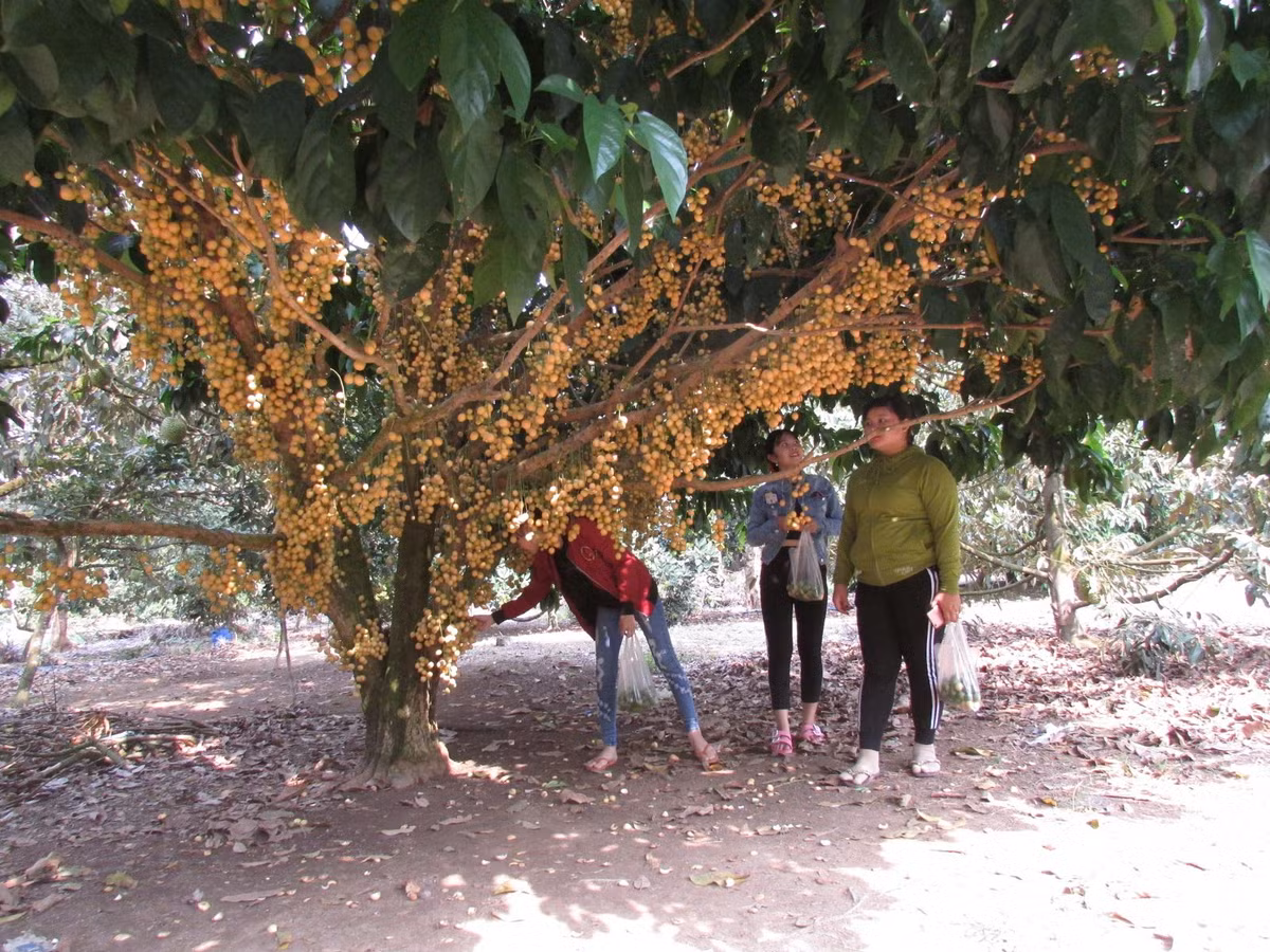 Gia đình anh Nguyễn Văn Dũng (ấp 6, xã Bàu Đồn, huyện Gò Dầu, Tây Ninh) sở hữu 1,5 vườn cây ăn trái gồm sầu riêng, măng cụt, dâu...Ảnh: Baotayninh.
